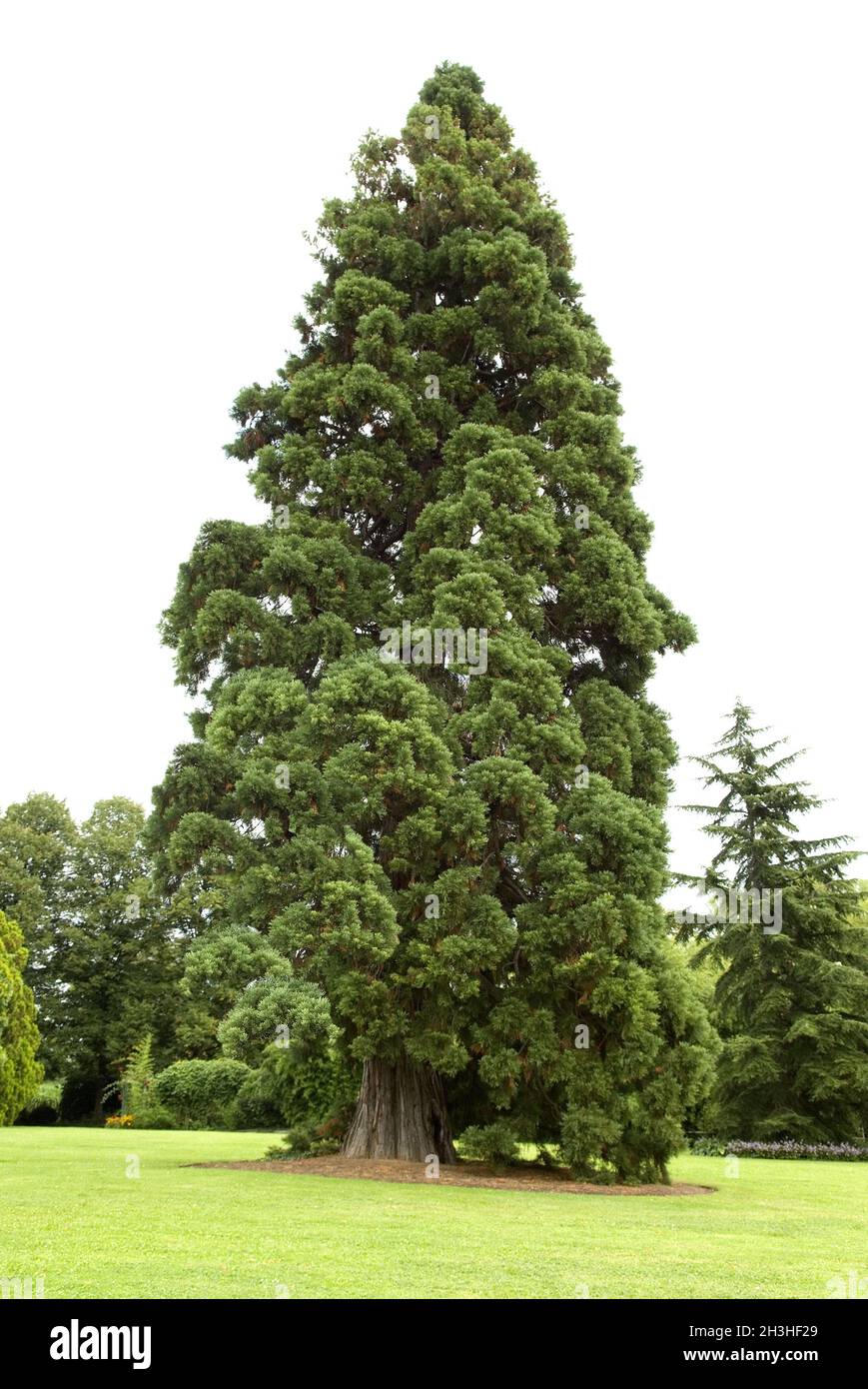 Sequoia Stock Photo