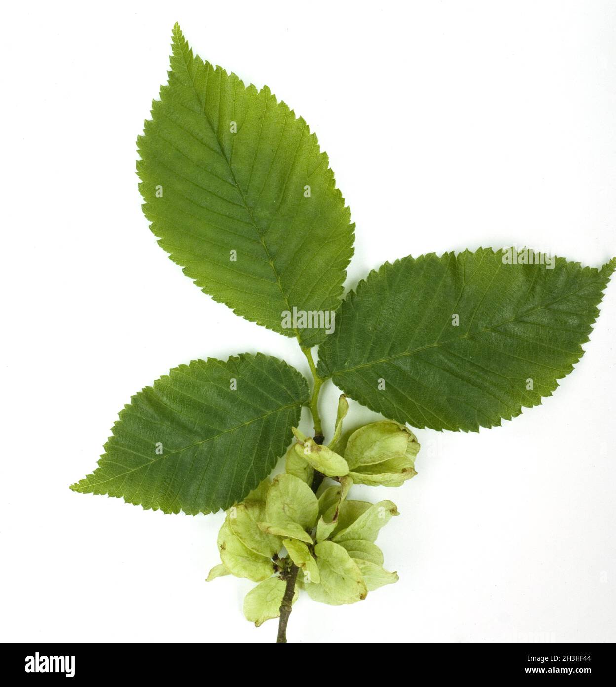 Elm, Ulmus, Leaf Stock Photo