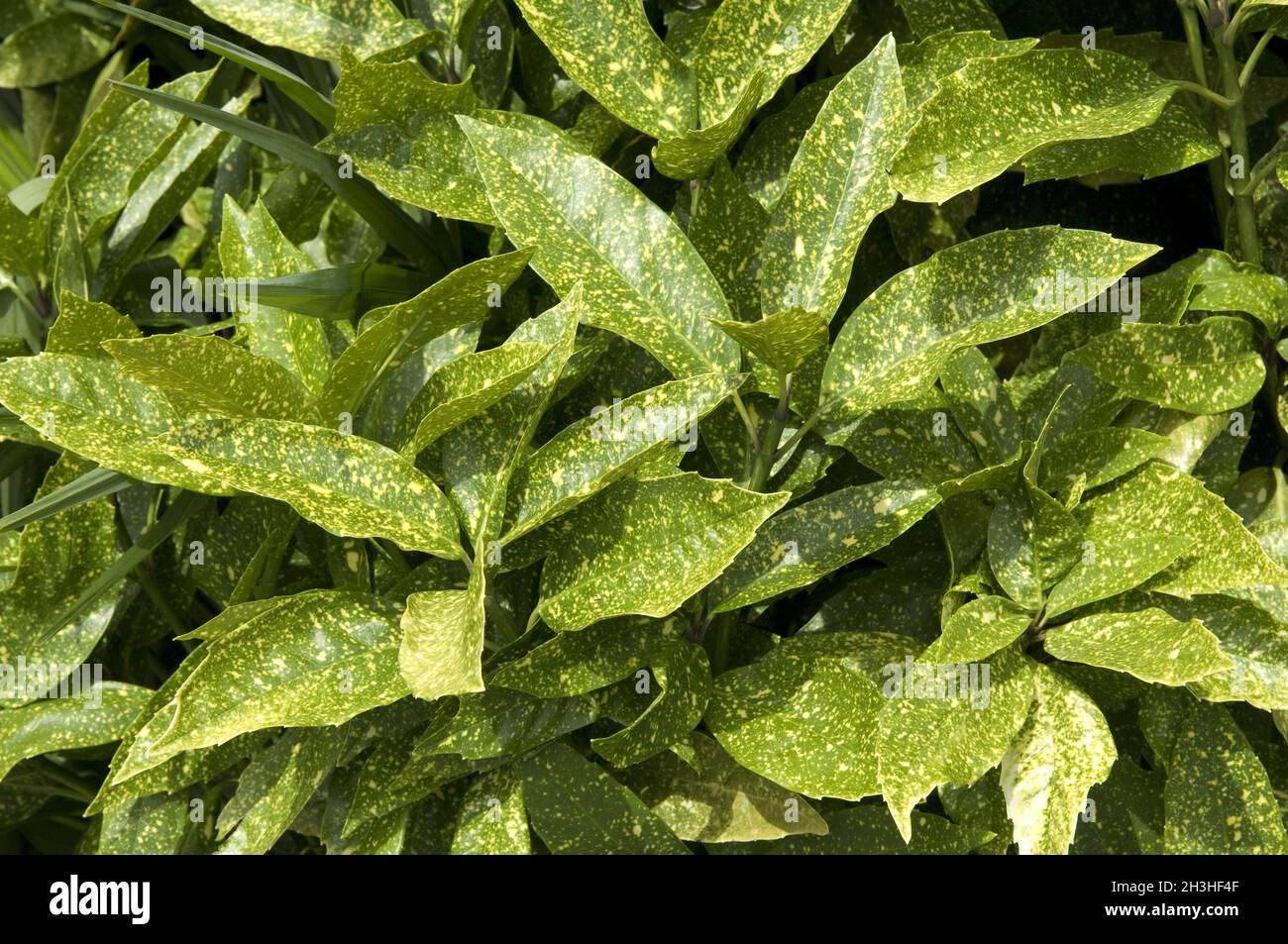 Aucuba japonica plants hi-res stock photography and images - Alamy