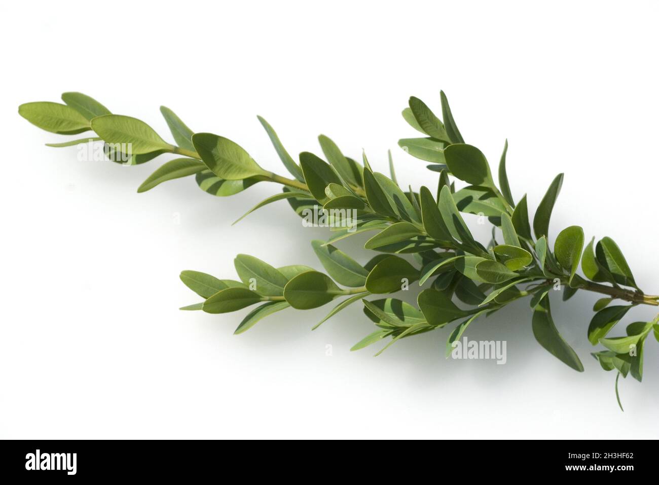 Boxwood branch, Buxus sempervirens Stock Photo