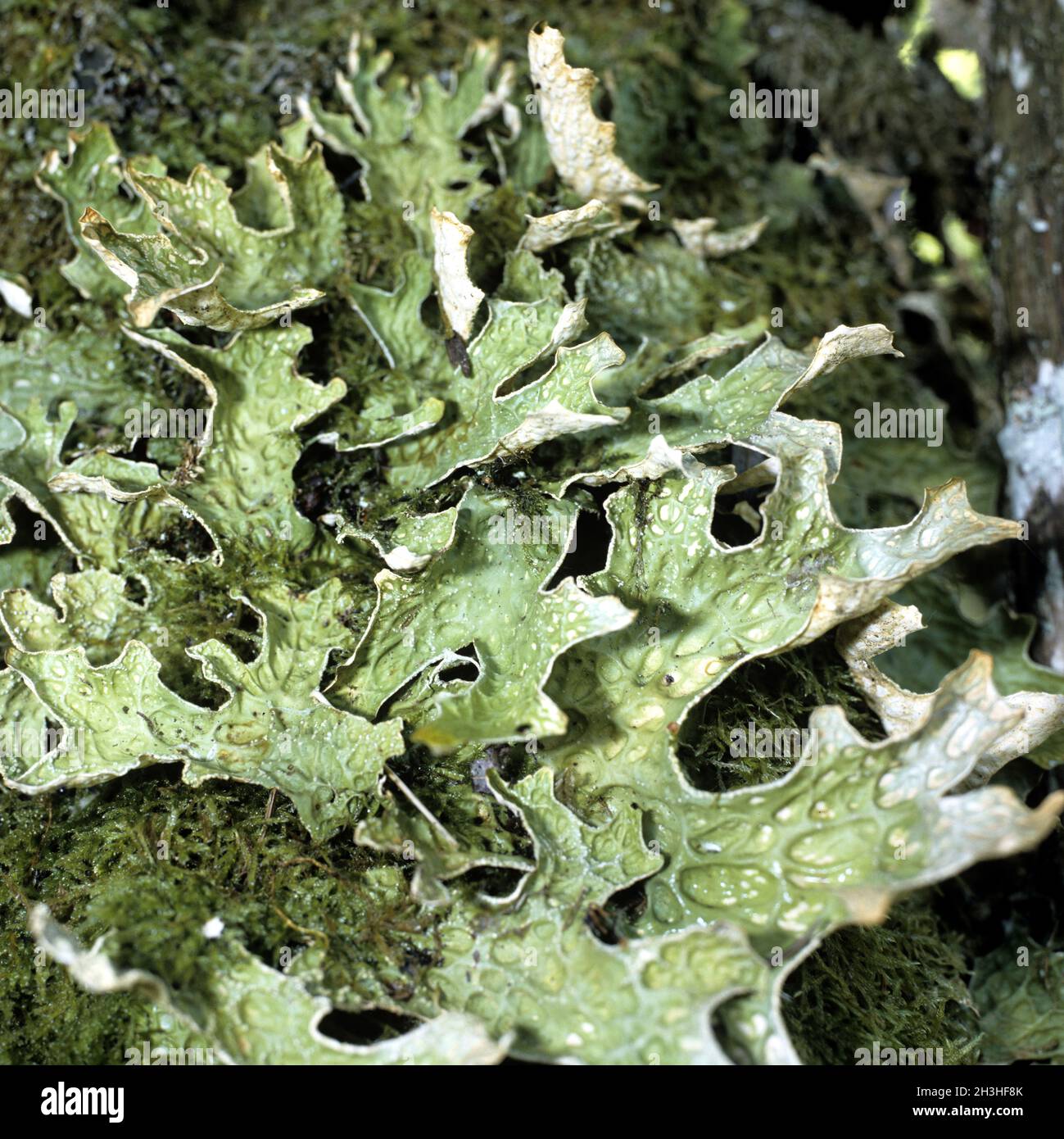 Lung Lichen Stock Photo