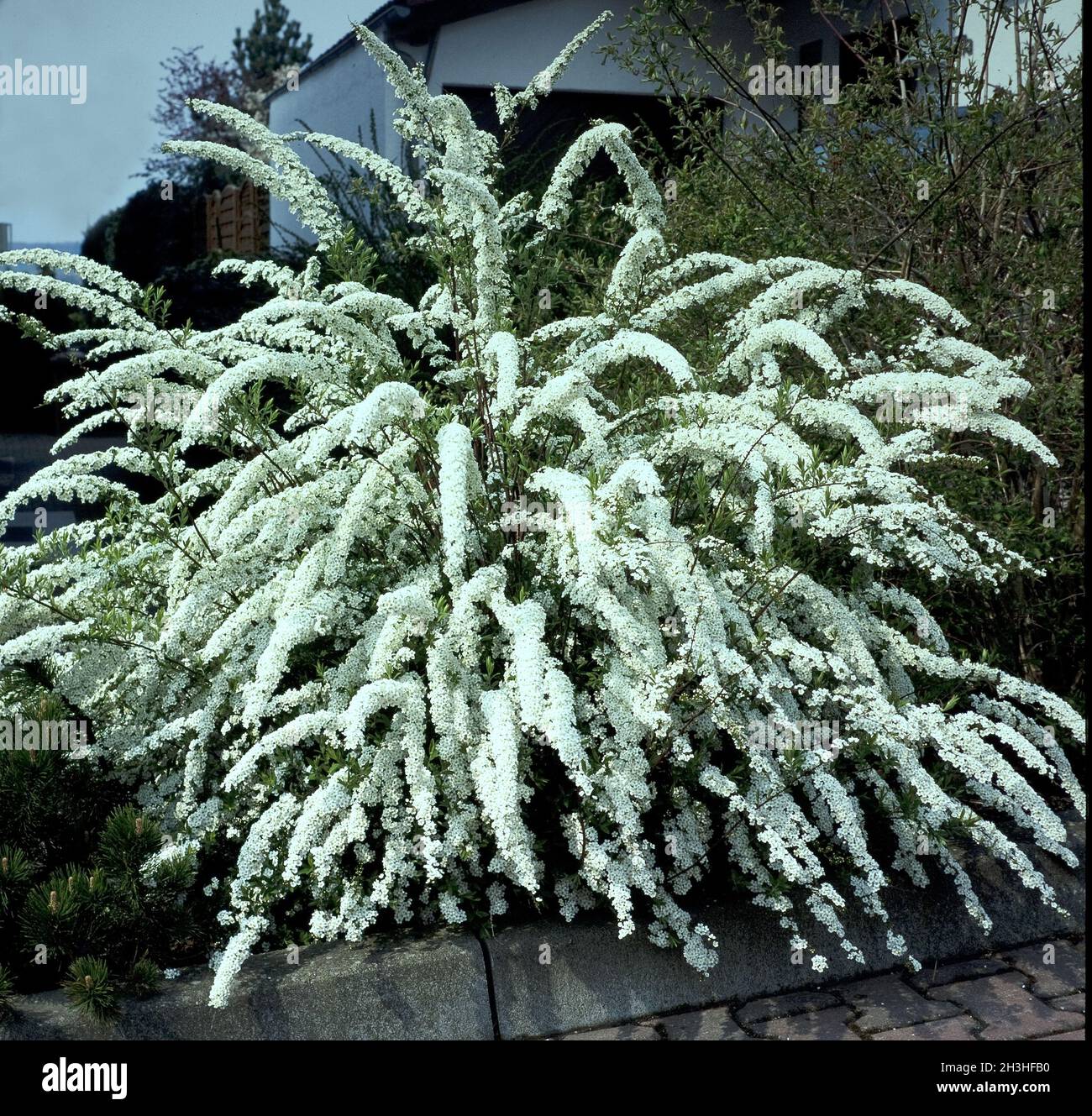 Spirea hedge hires stock photography and images Alamy