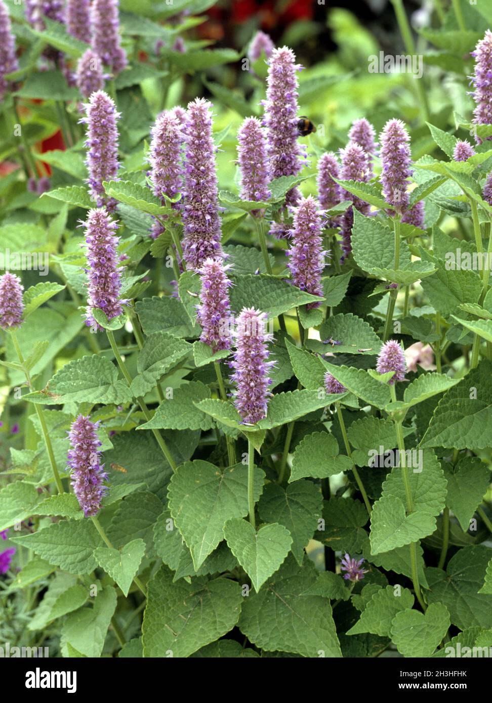 Mexican mint; Agastache mexicana Stock Photo - Alamy