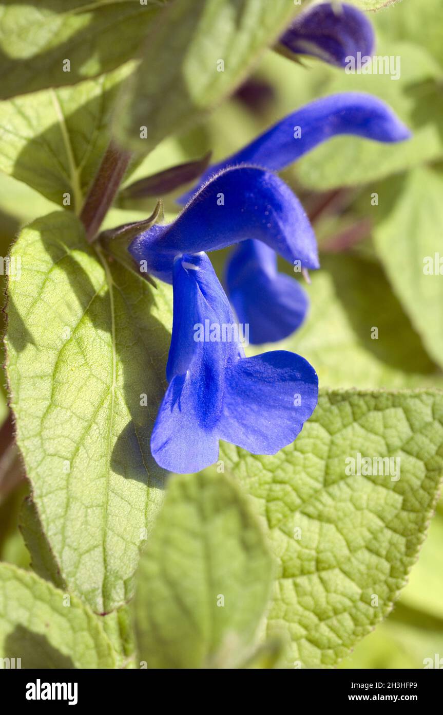 Azure sage; Azure sage; Salvia patens; Open-flowered sage Stock Photo