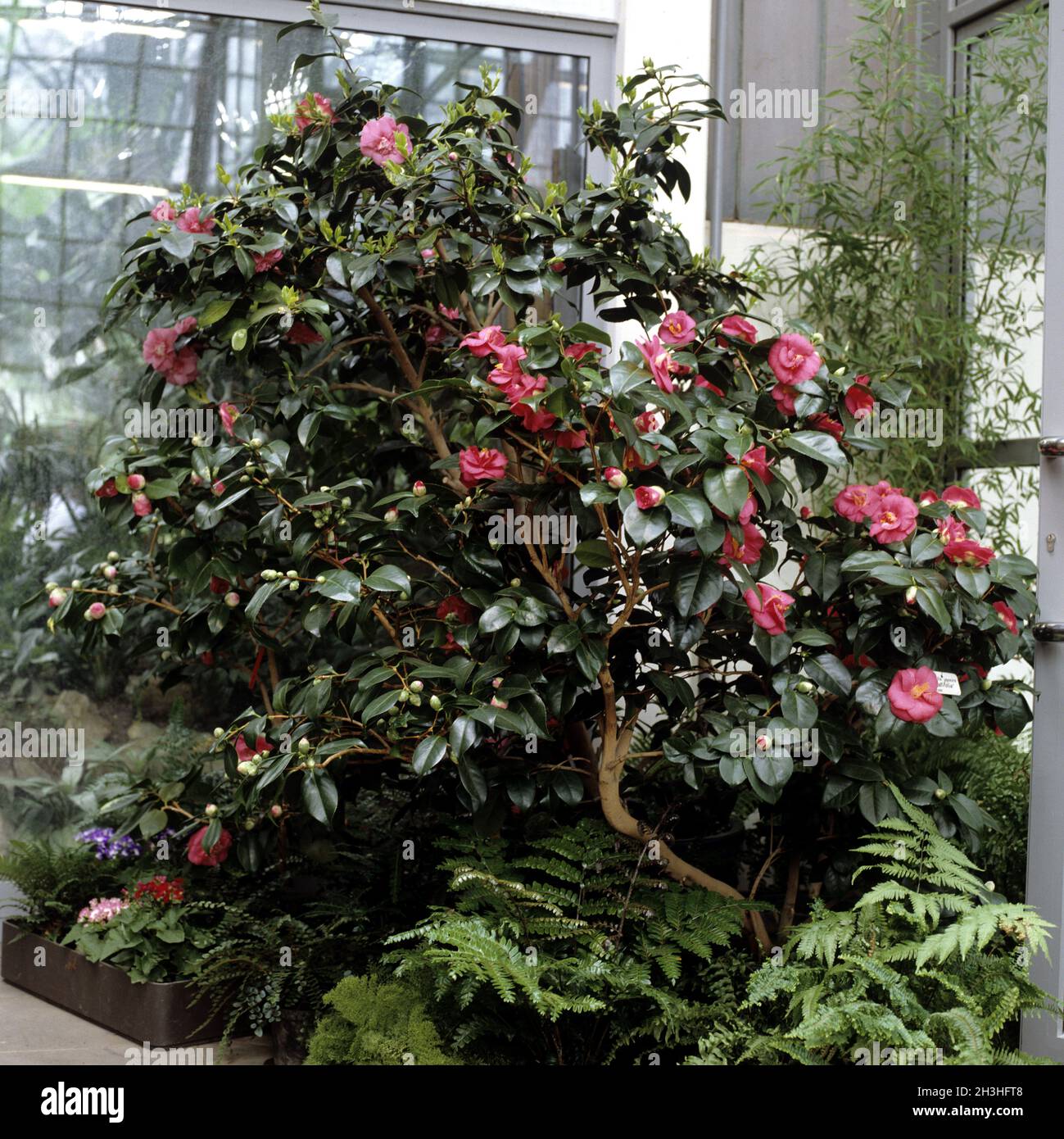 Kamelie, Wintergarten Stock Photo