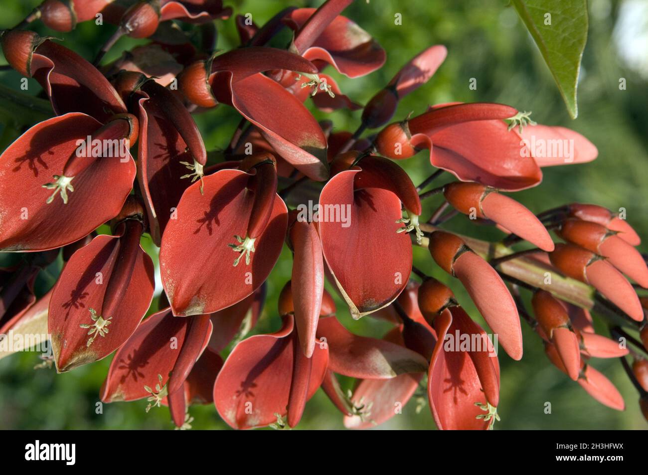 Coral bush; Erythrina crista-galli Stock Photo