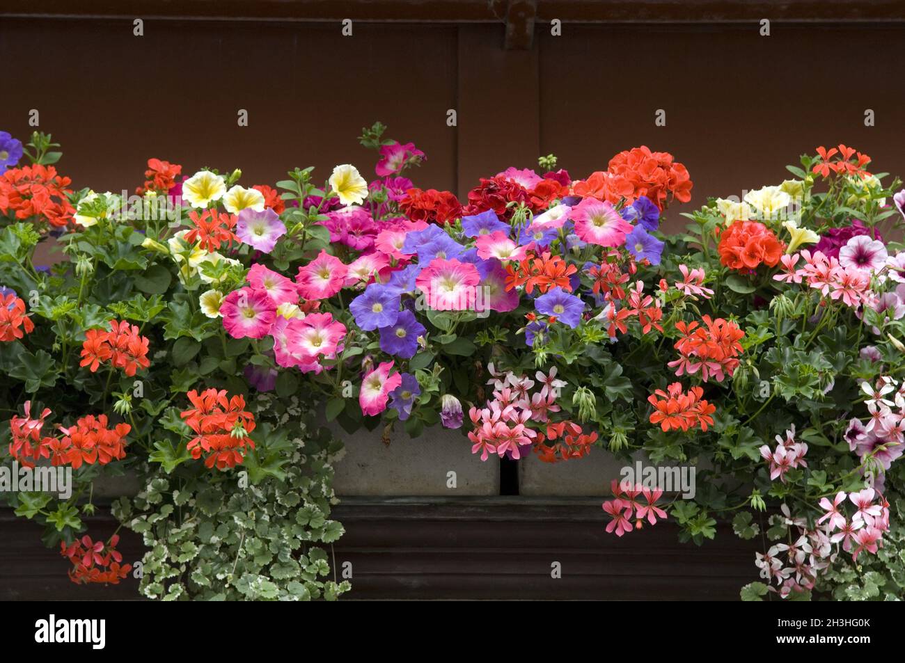 Balcony flowers, Surfina, Geraniums Stock Photo
