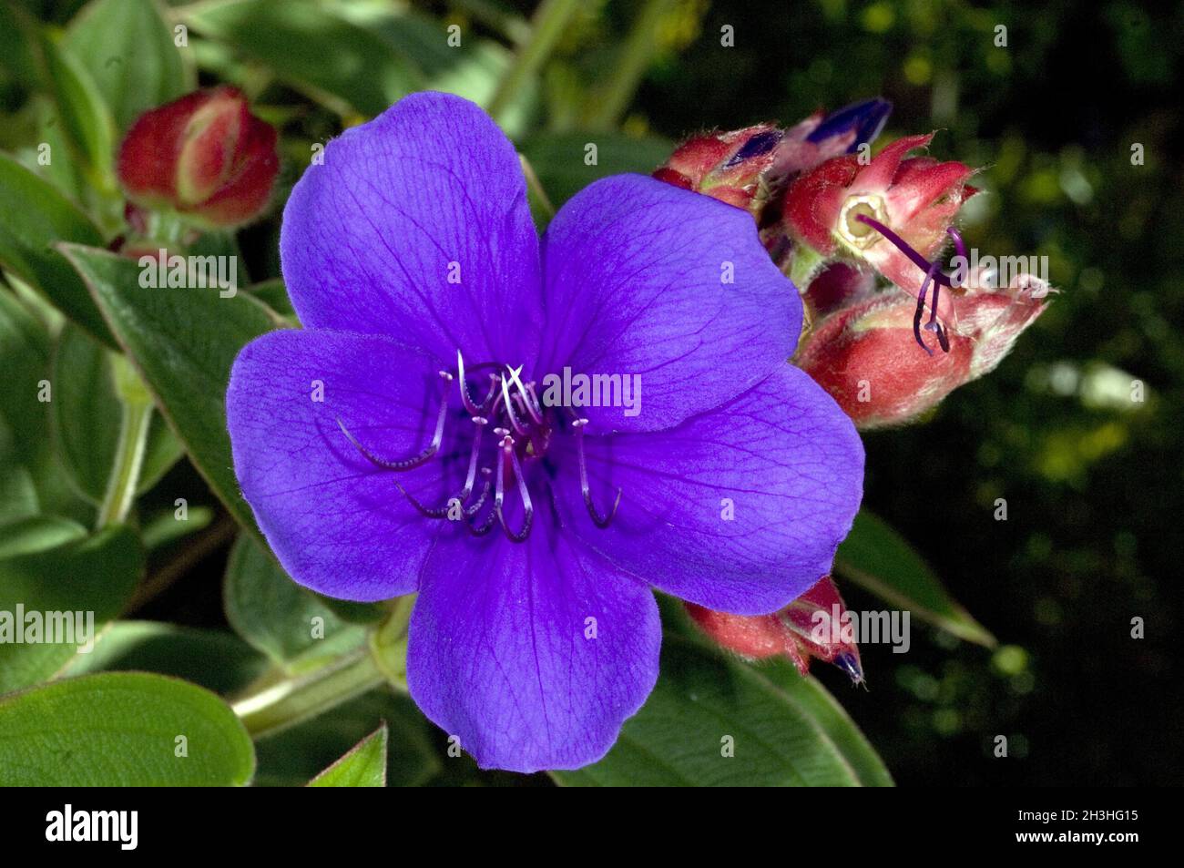 Tibouchina, princess flower, Tibouchina semidecandra Stock Photo