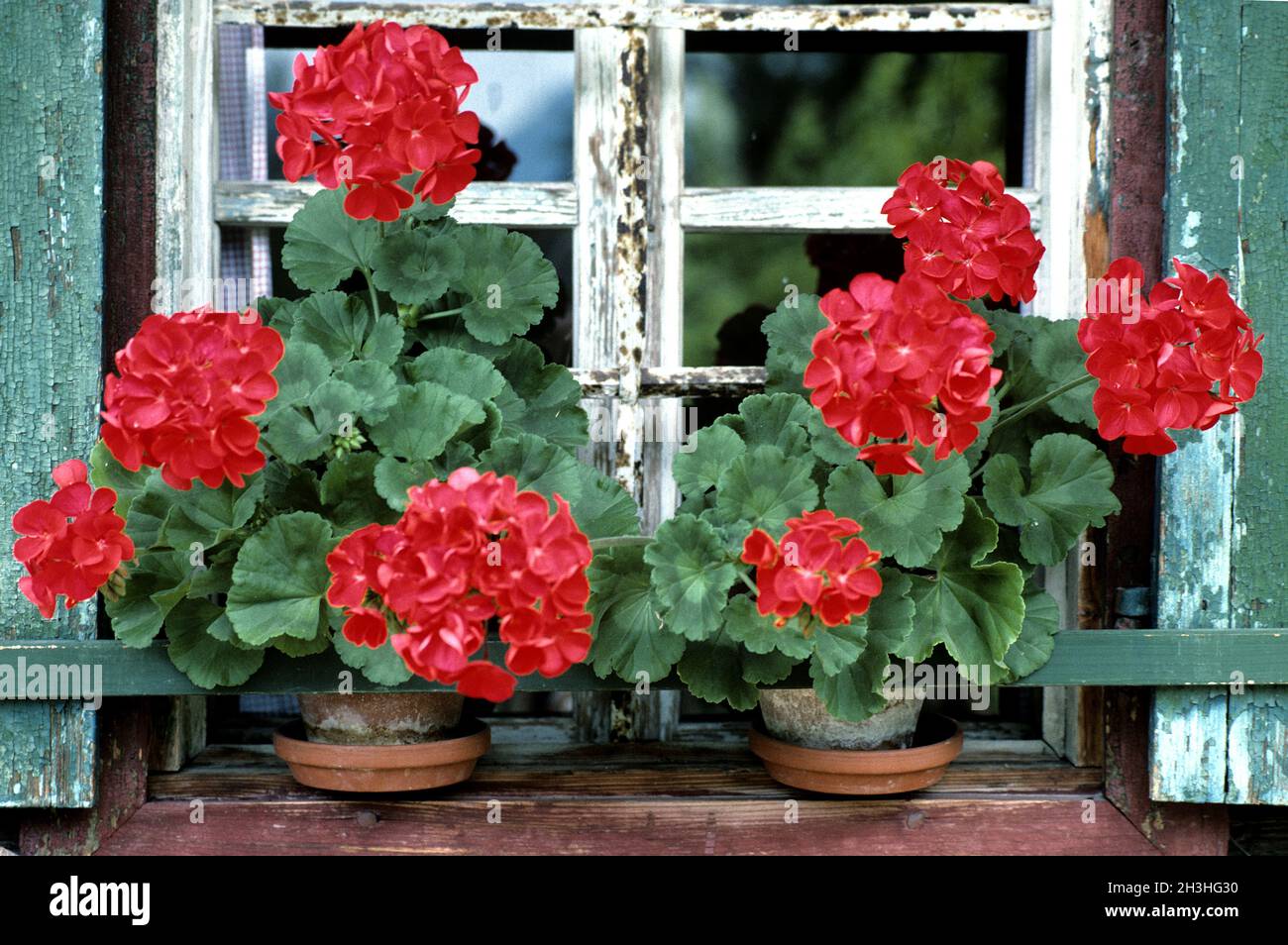 Flower window with geraniums Stock Photo Alamy