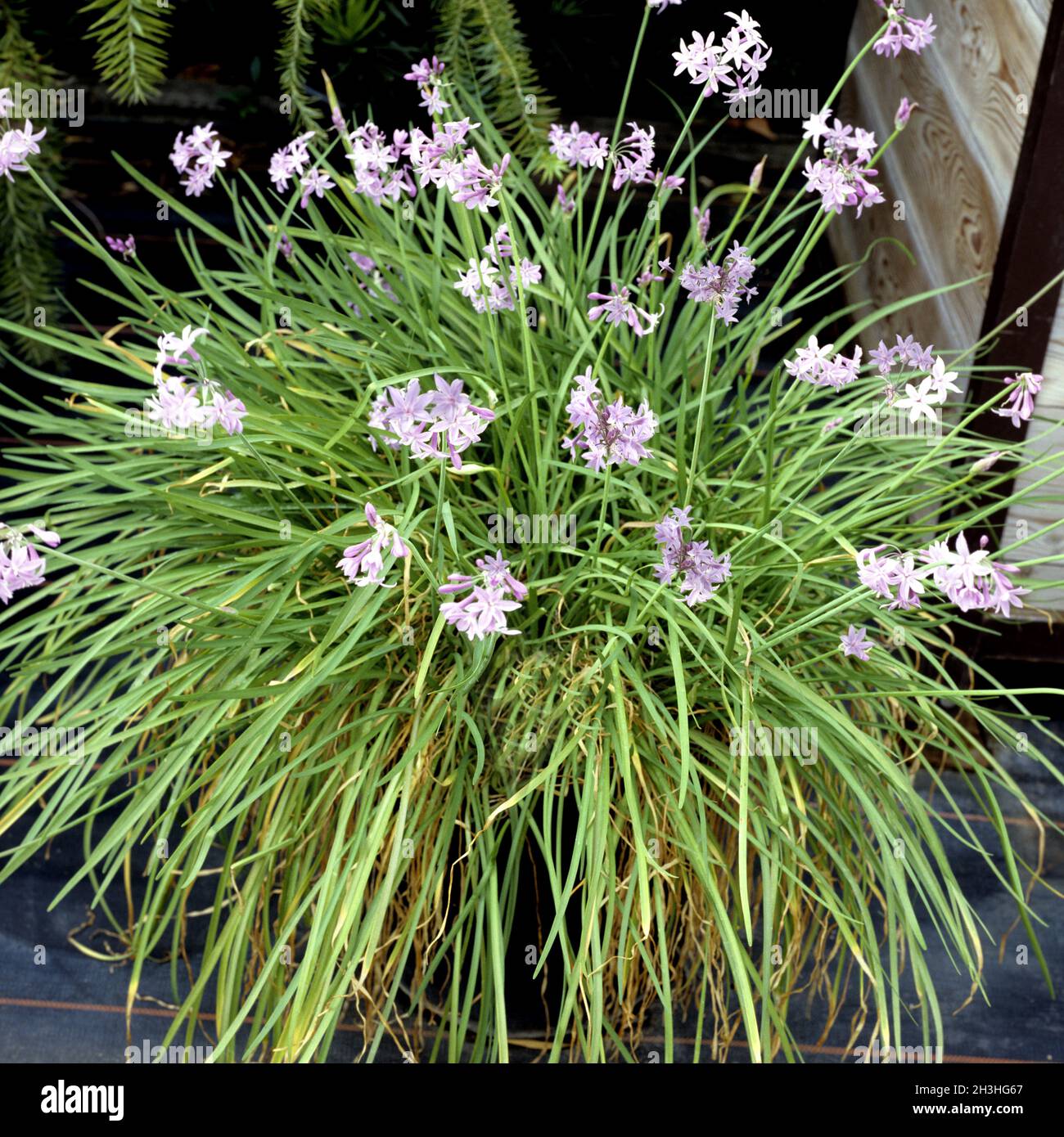 Tulbaghia violacea, Kaplilie Stock Photo Alamy