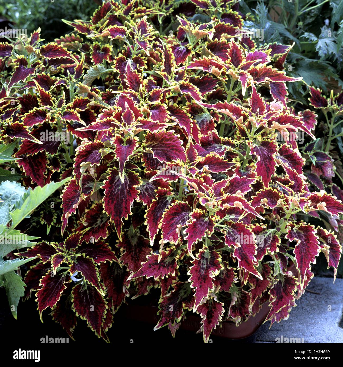 Coleus Shade Garden Hi Res Stock Photography And Images Alamy