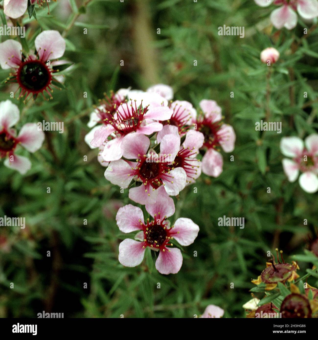 Rose myrtle, Leptospermum scoparium Stock Photo