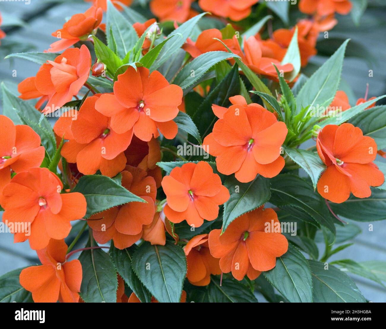 Impatiens-New Guinea hybrids; Stock Photo