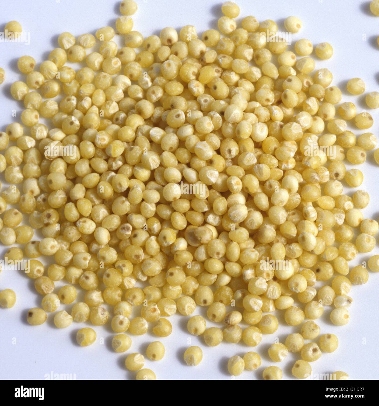 Ear of millet hires stock photography and images Alamy