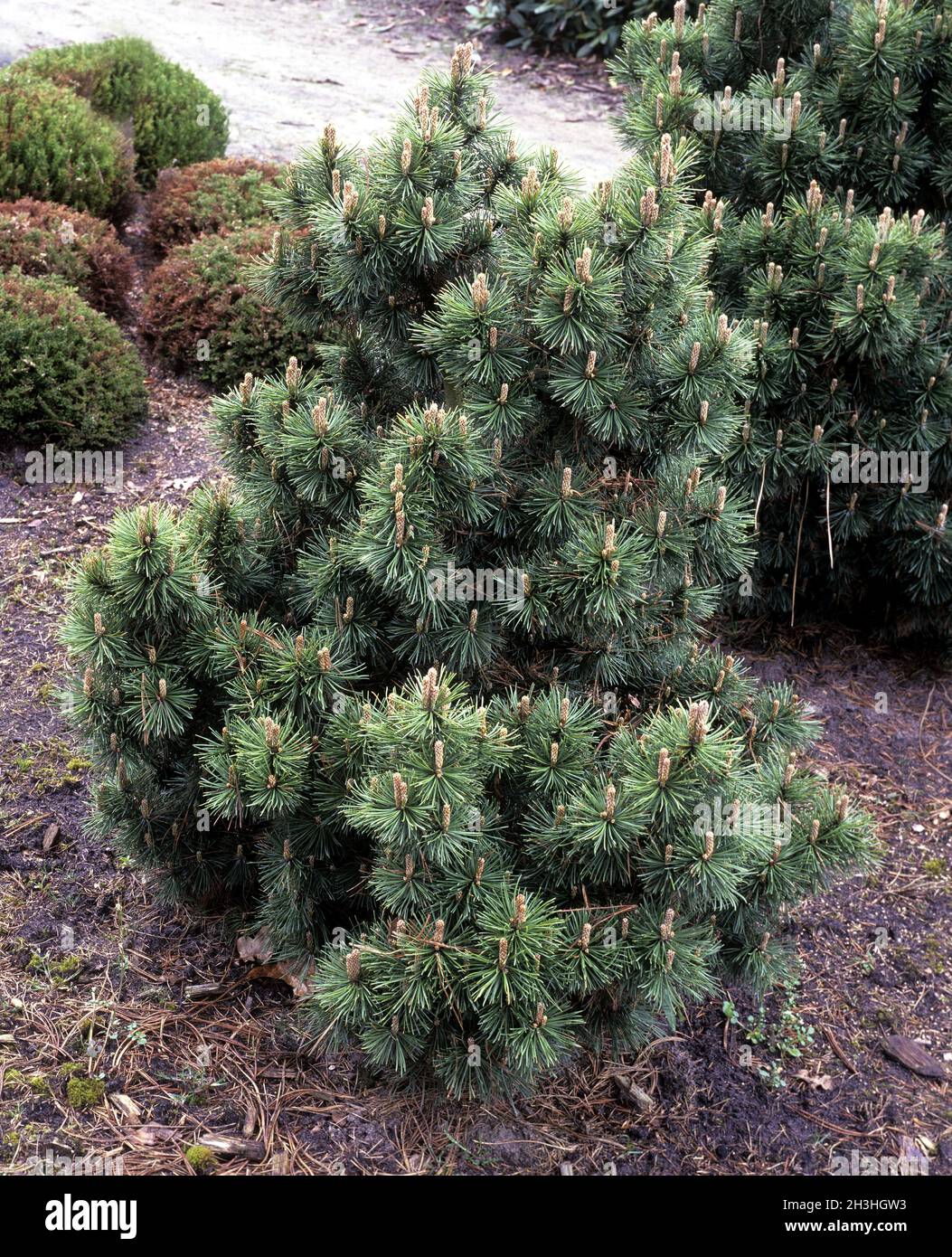 Mountain pine, Scots pine, Pinus mugo, Slavinii spp. Stock Photo