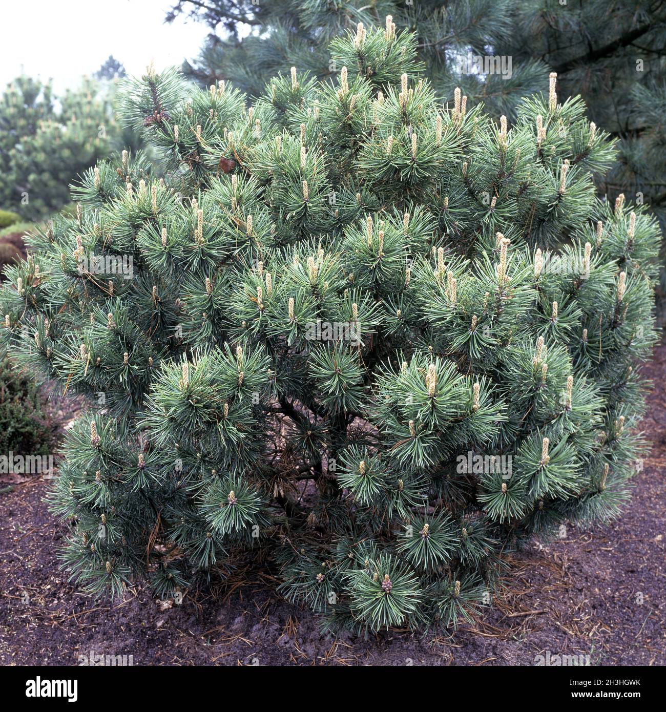 Ball pine, pug Stock Photo