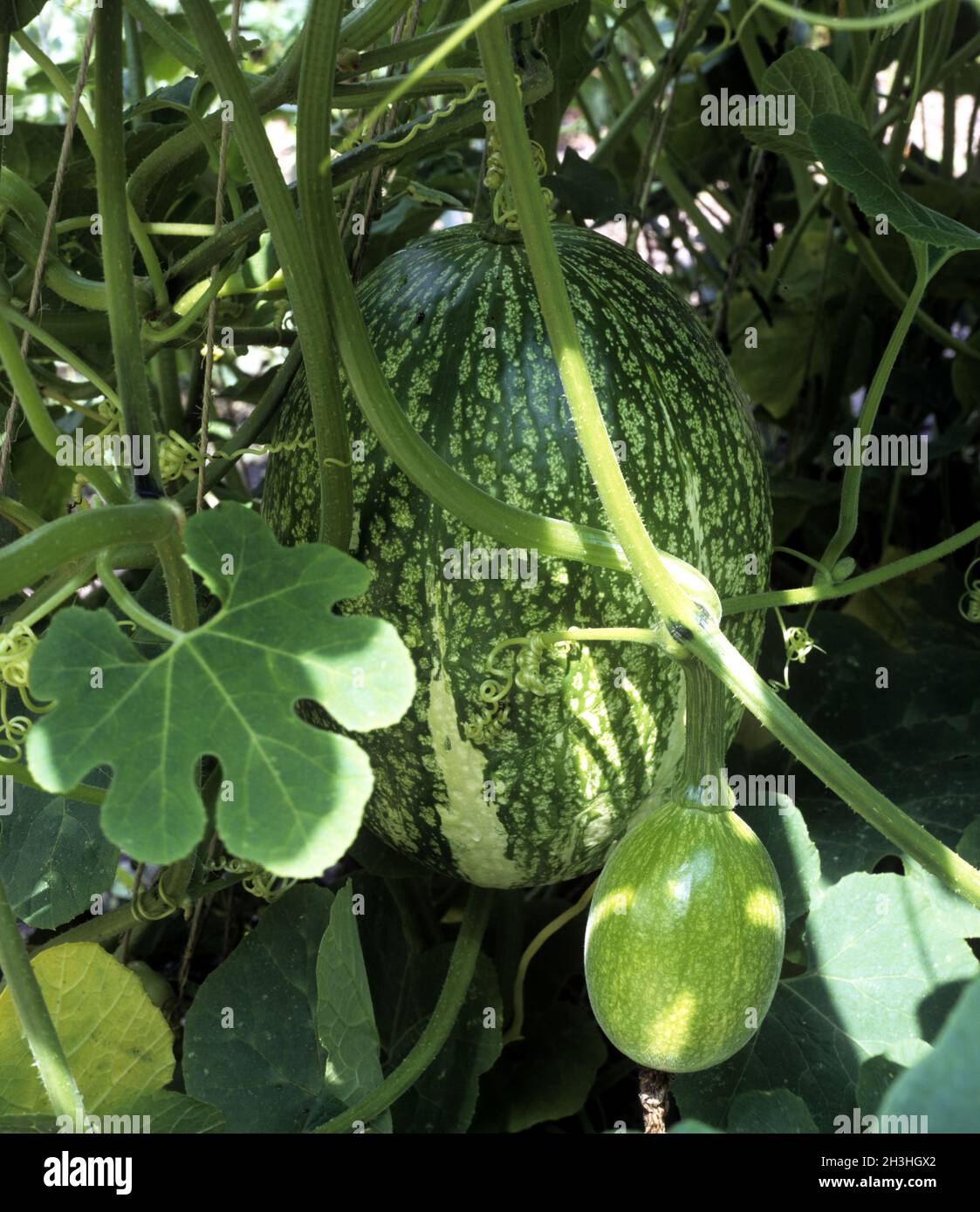 Fig Leaf Pumpkin Stock Photo