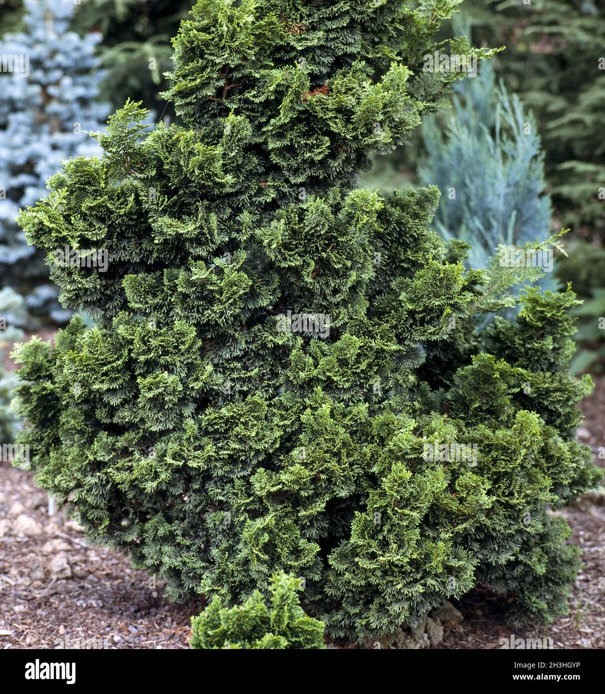 Mock cypress, Chamaecyparis, Nana gracilis Stock Photo