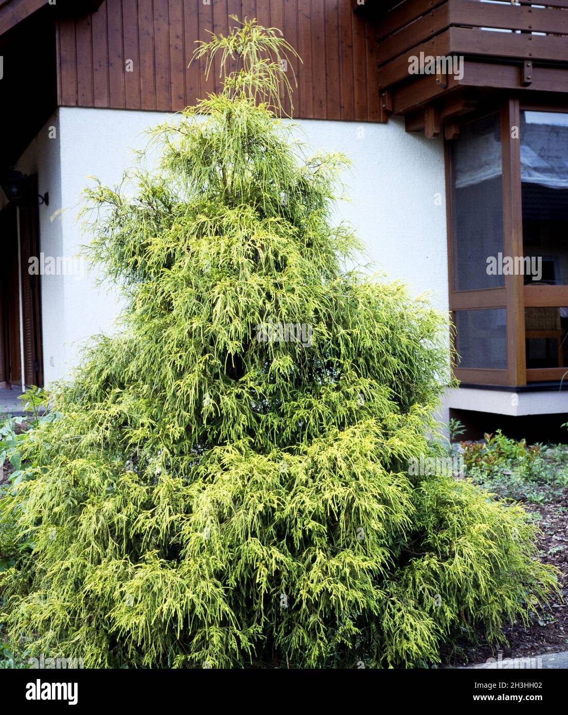 False cypress, Chamaecyparis obtusa Stock Photo