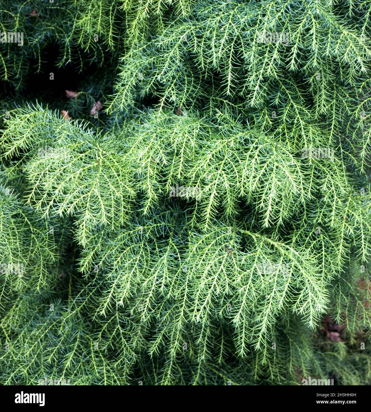 Sickle fir, Crytomeria japonica Stock Photo