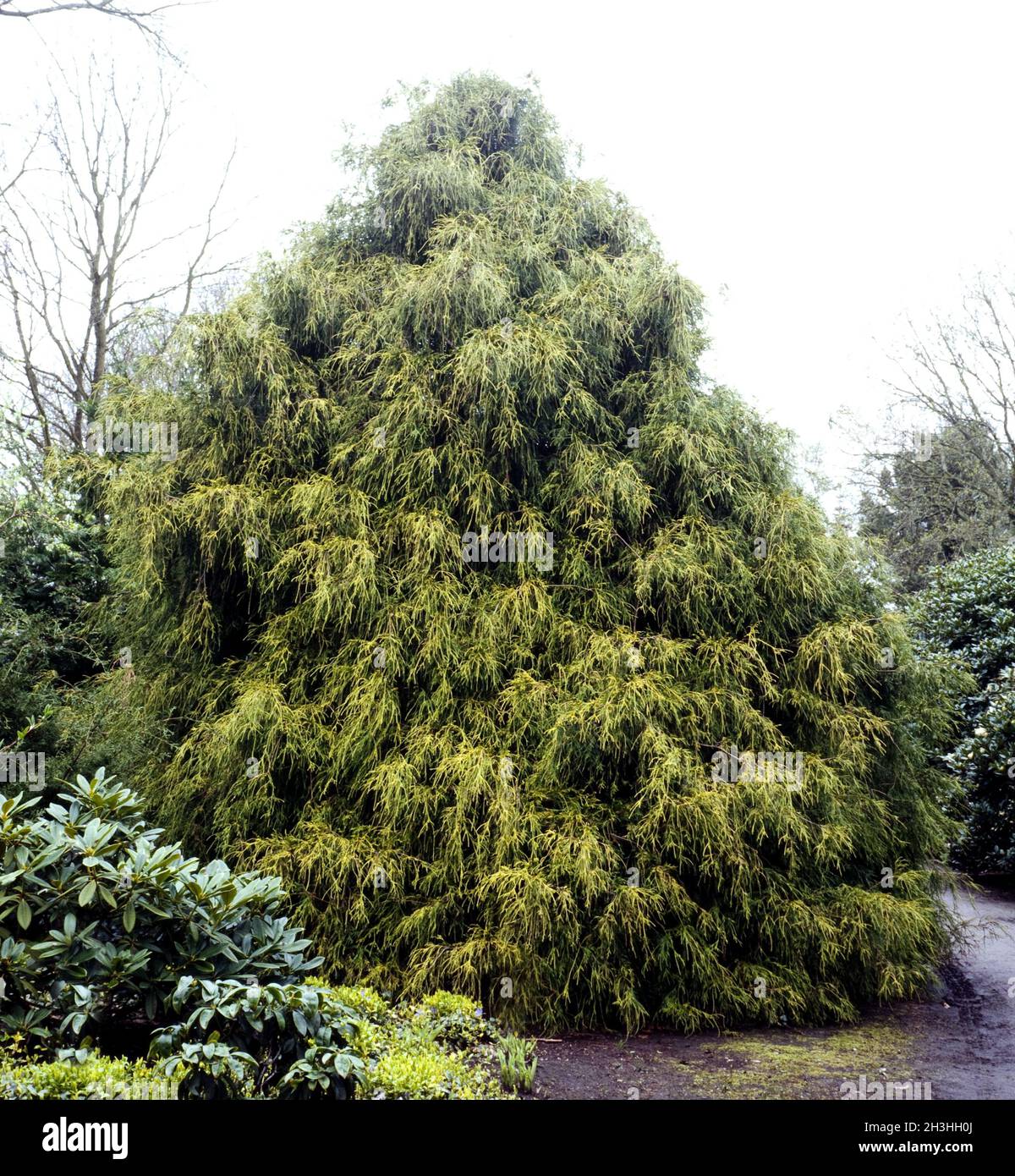 False cypress, Chamaecyparis obtusa Stock Photo