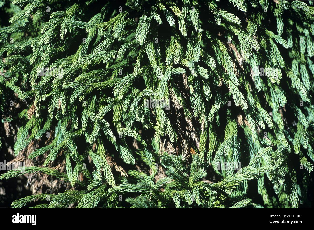 Sicheltanne, Crytomeria japonica, Globosa Nana Stock Photo