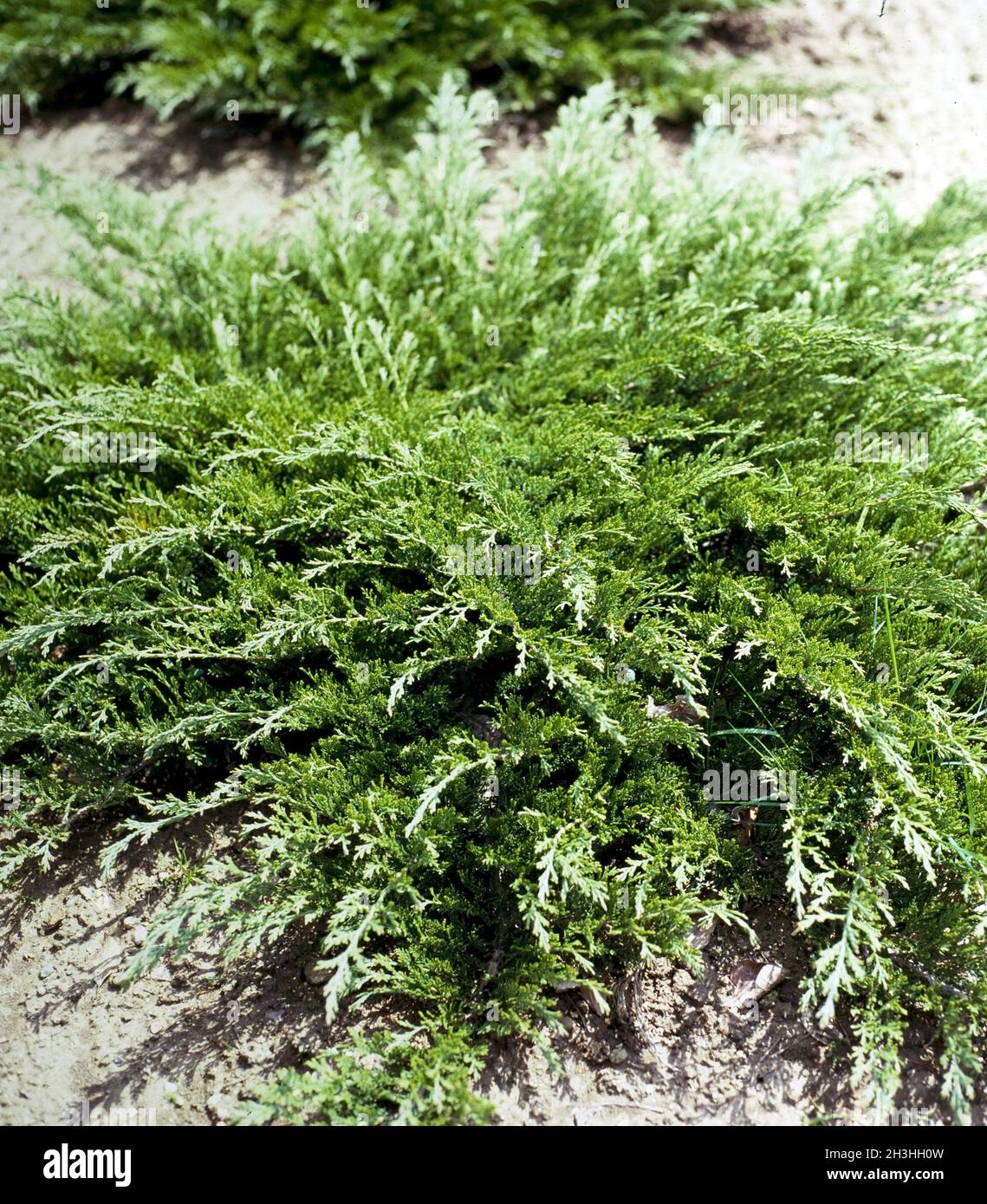 Sadebaum, Juniperus sabina Stock Photo