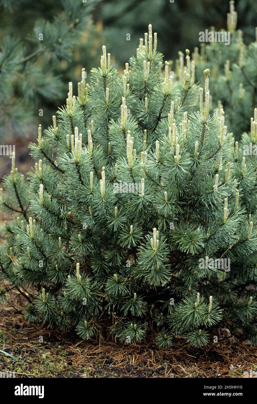 Ball pine, pug Stock Photo