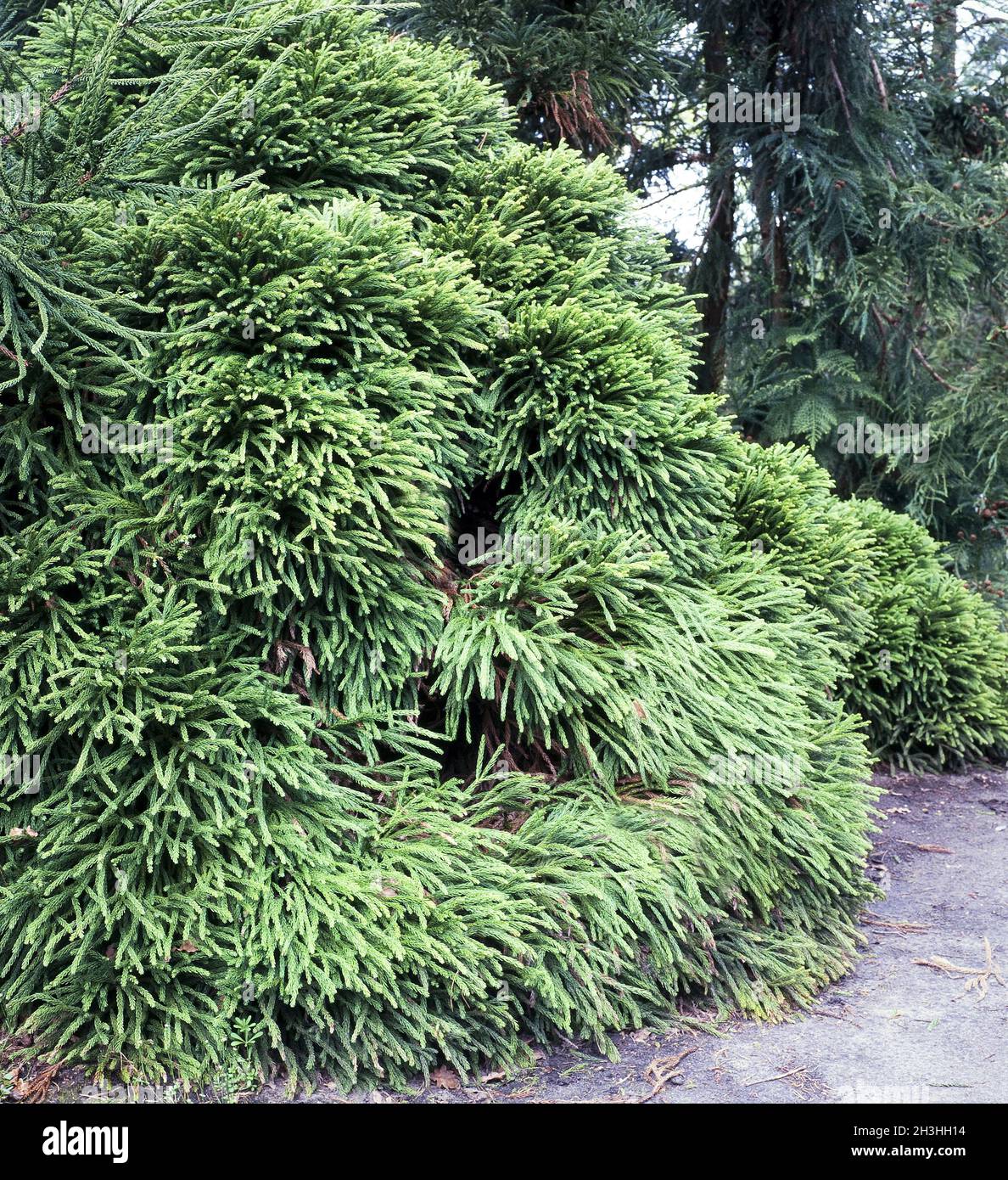 Sickle fir, Crytomeria japonica Stock Photo