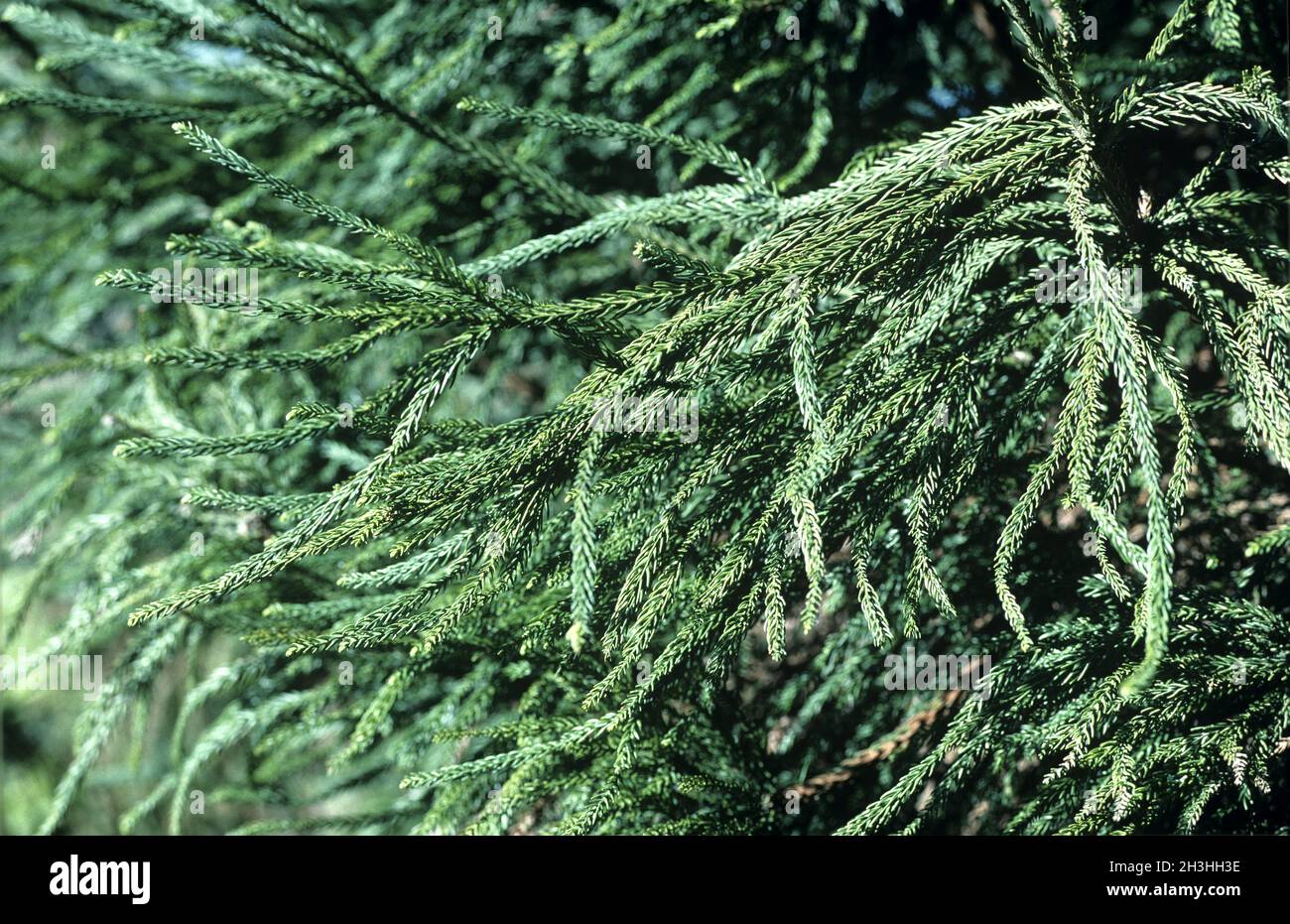 Sickle fir, Crytomeria japonica, lobbii Stock Photo