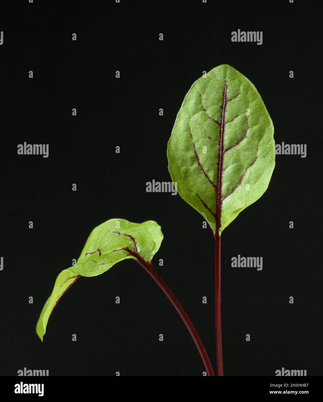 Bloodroot; Rumex, sanguineus; Lettuce; Stock Photo