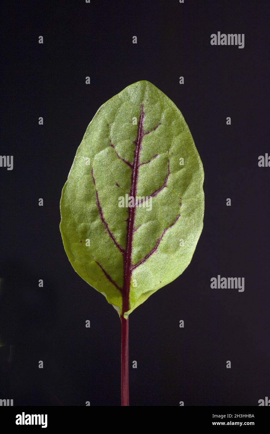 Bloodroot; Rumex, sanguineus; Lettuce; Stock Photo