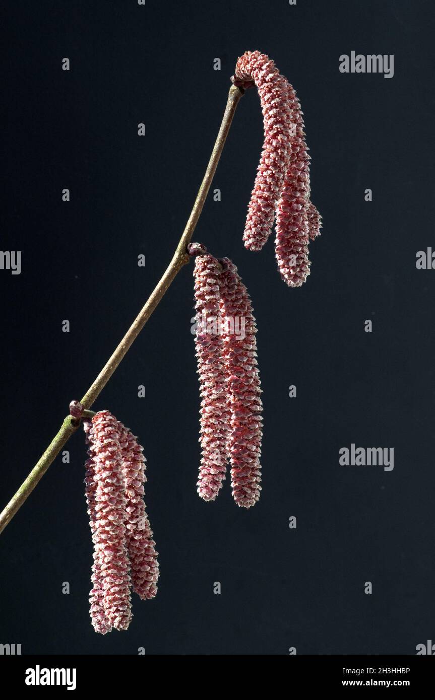 Hazelnut daisy; Corylus; avellana Stock Photo Alamy