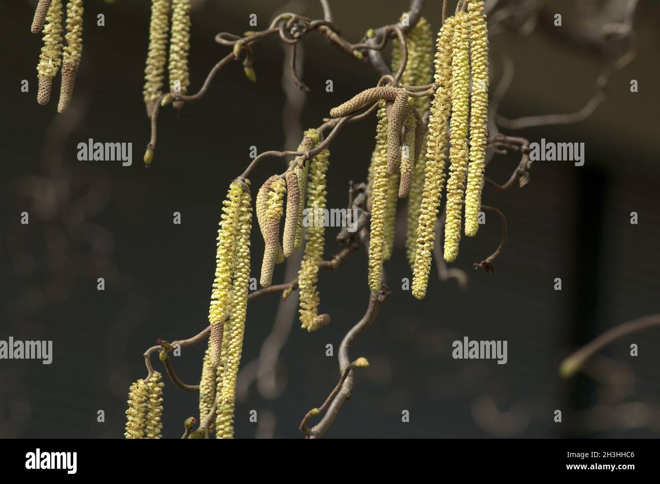 Hazelnut daisy; Corylus; avellana Stock Photo Alamy
