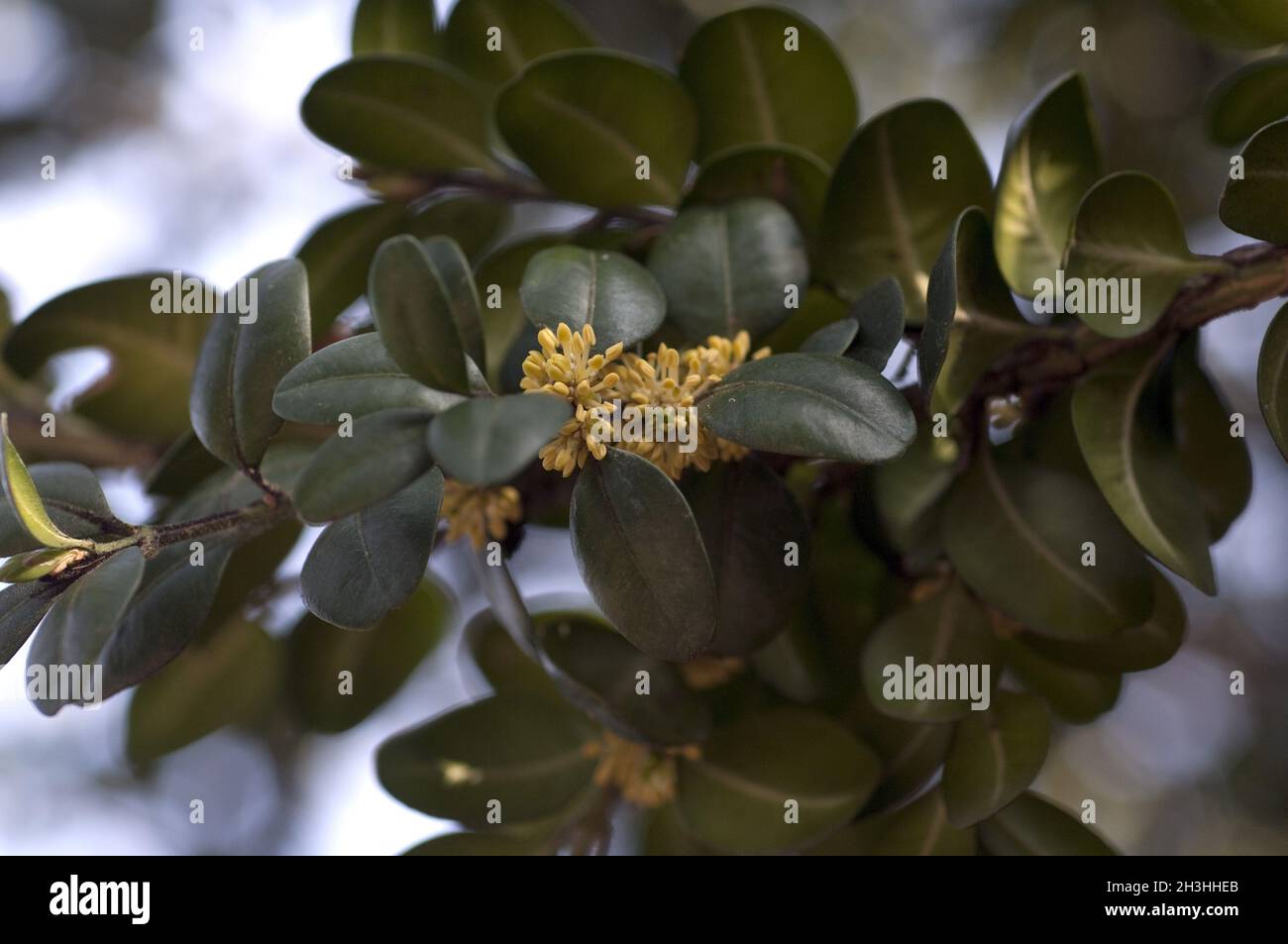 Boxwood flowers, Buxus sempervirens Stock Photo - Alamy
