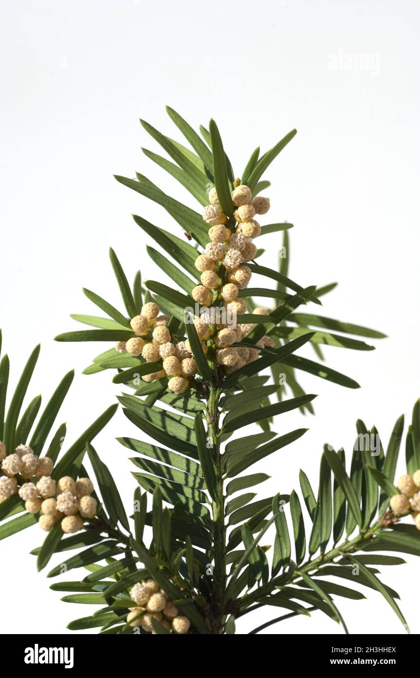 Yew blossoms; Taxus baccata Stock Photo Alamy