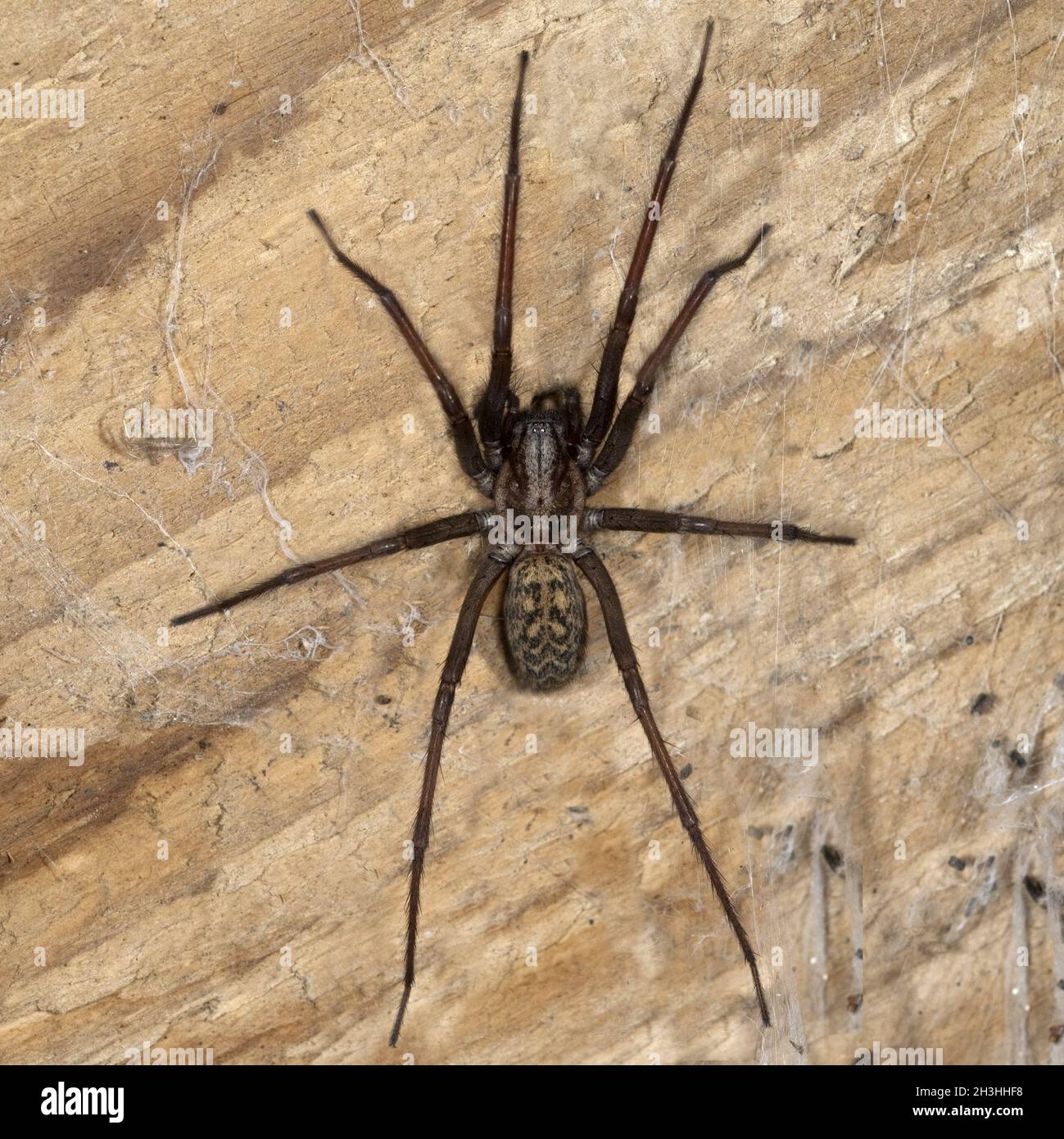 House spider, large, angle spider, funnel web spider, Tegenaria atrica, Stock Photo