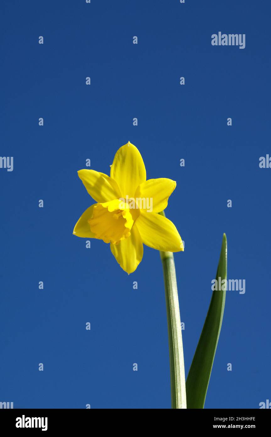 Narcissus, narcissus, daffodil Stock Photo Alamy
