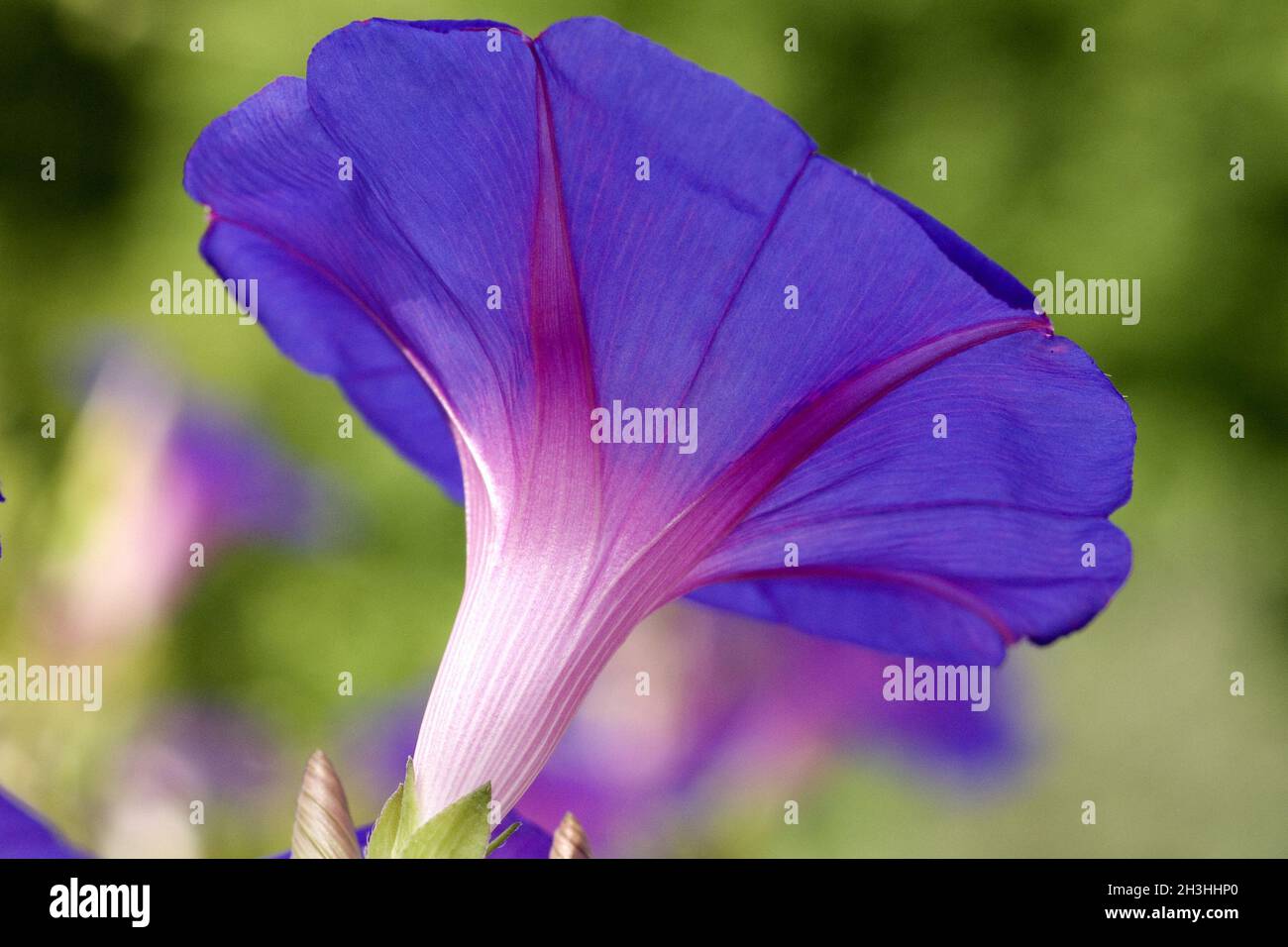 Purple morning glory Stock Photo