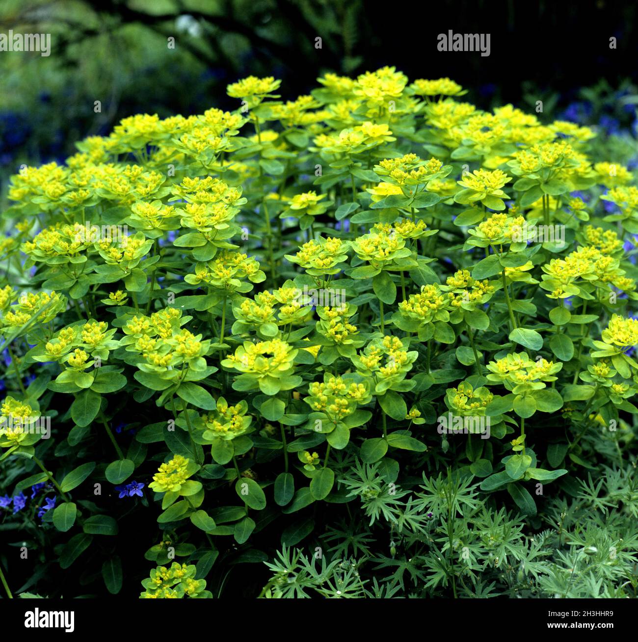 Spurge, Euphorbia epithymoides Stock Photo