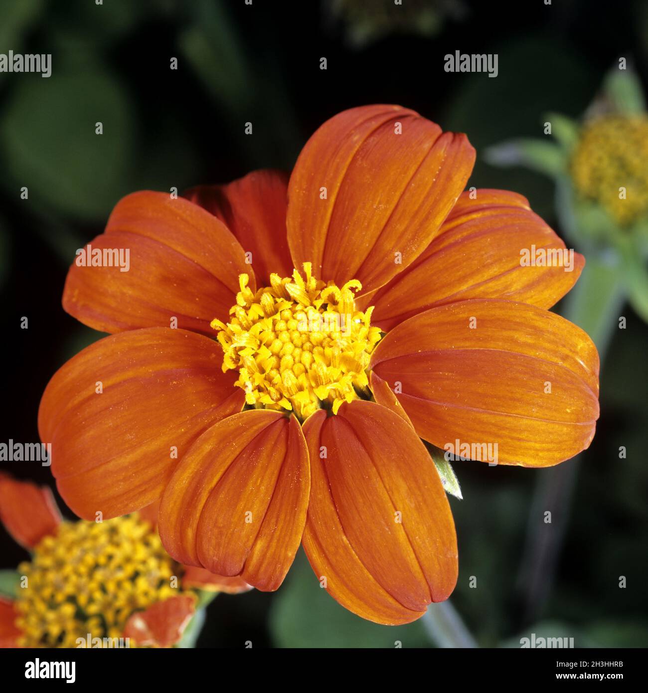 Tithonia rotundifolia Stock Photo