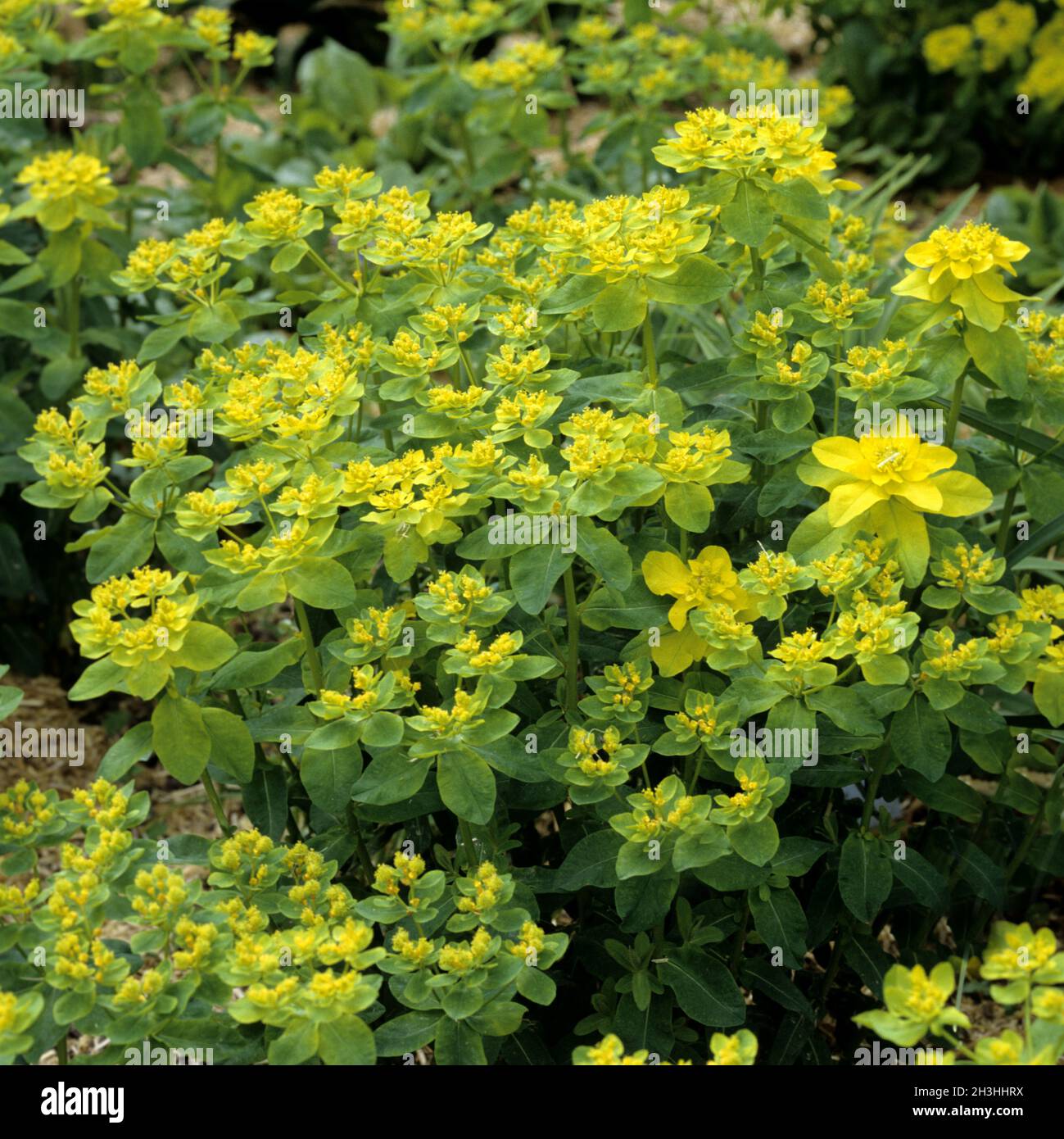 Spurge, Euphorbia polychroma Stock Photo
