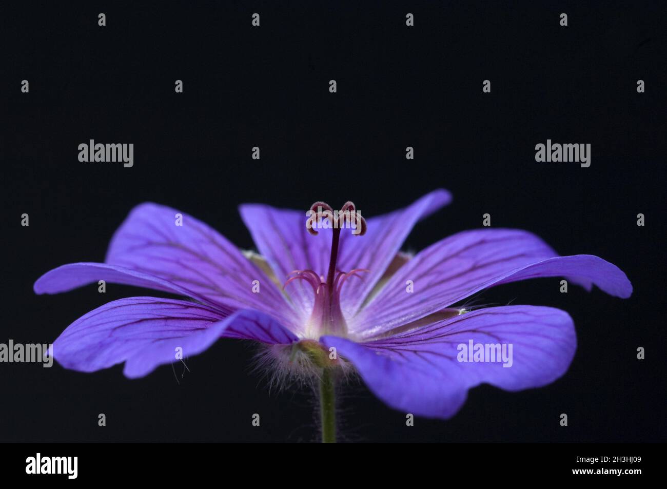 Cranesbill, Geranium x magnificum Stock Photo