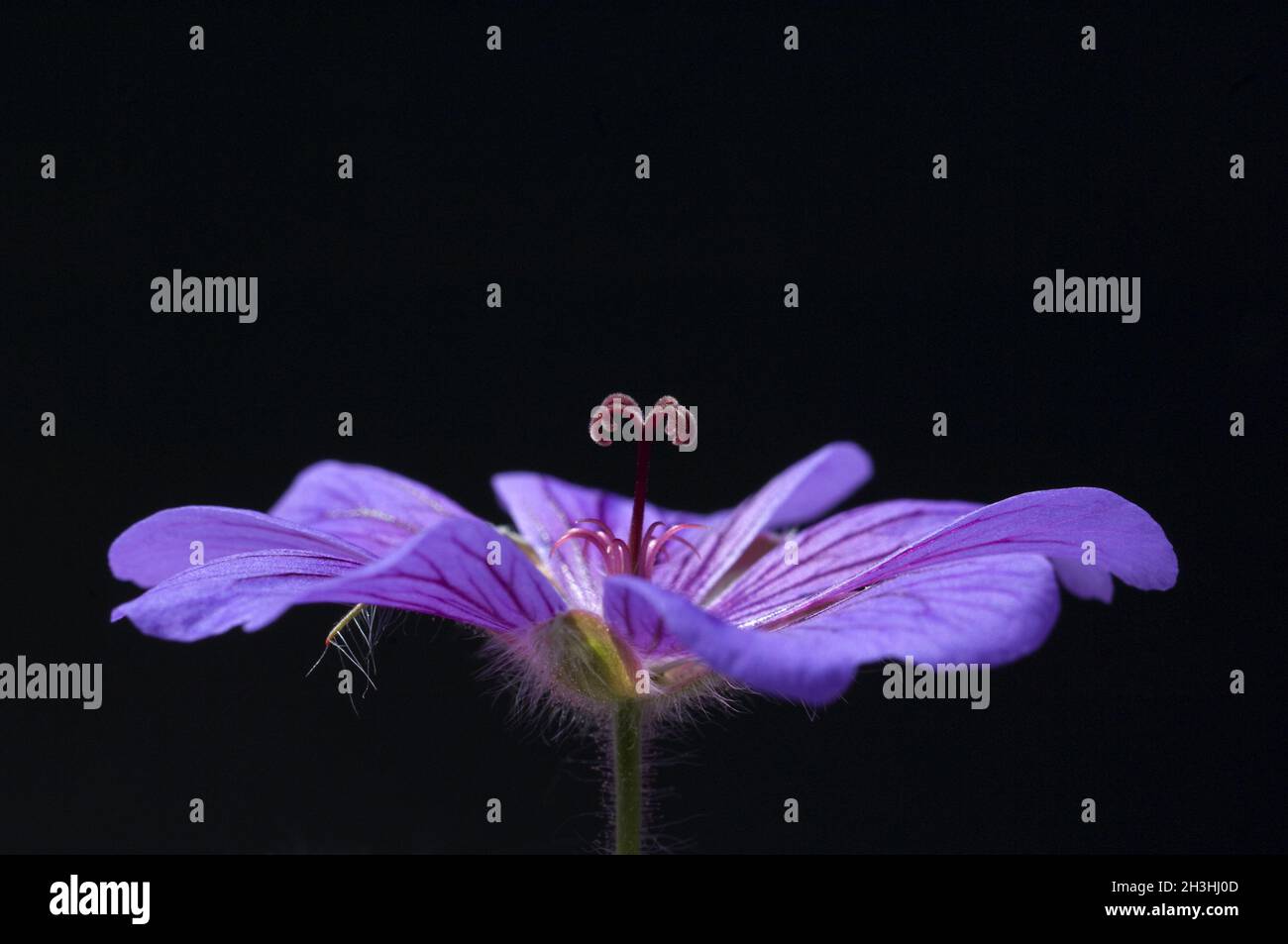 Cranesbill, Geranium x magnificum Stock Photo