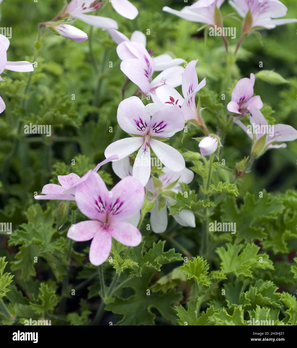 Scented geranium, pelargonium Stock Photo Alamy