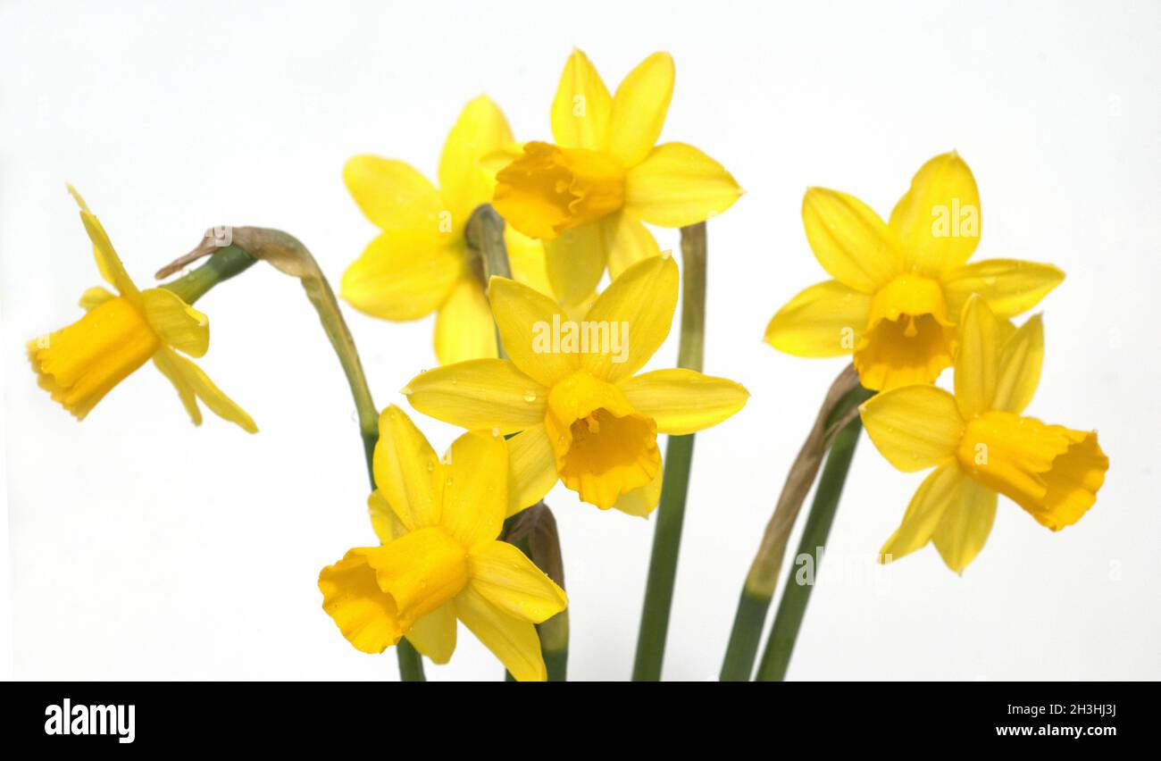 Daffodil Tete A Tete Narcissus Daffodil Stock Photo Alamy Daffodil Tete A Tete Narcissus Daffodil Stock Photo Alamy