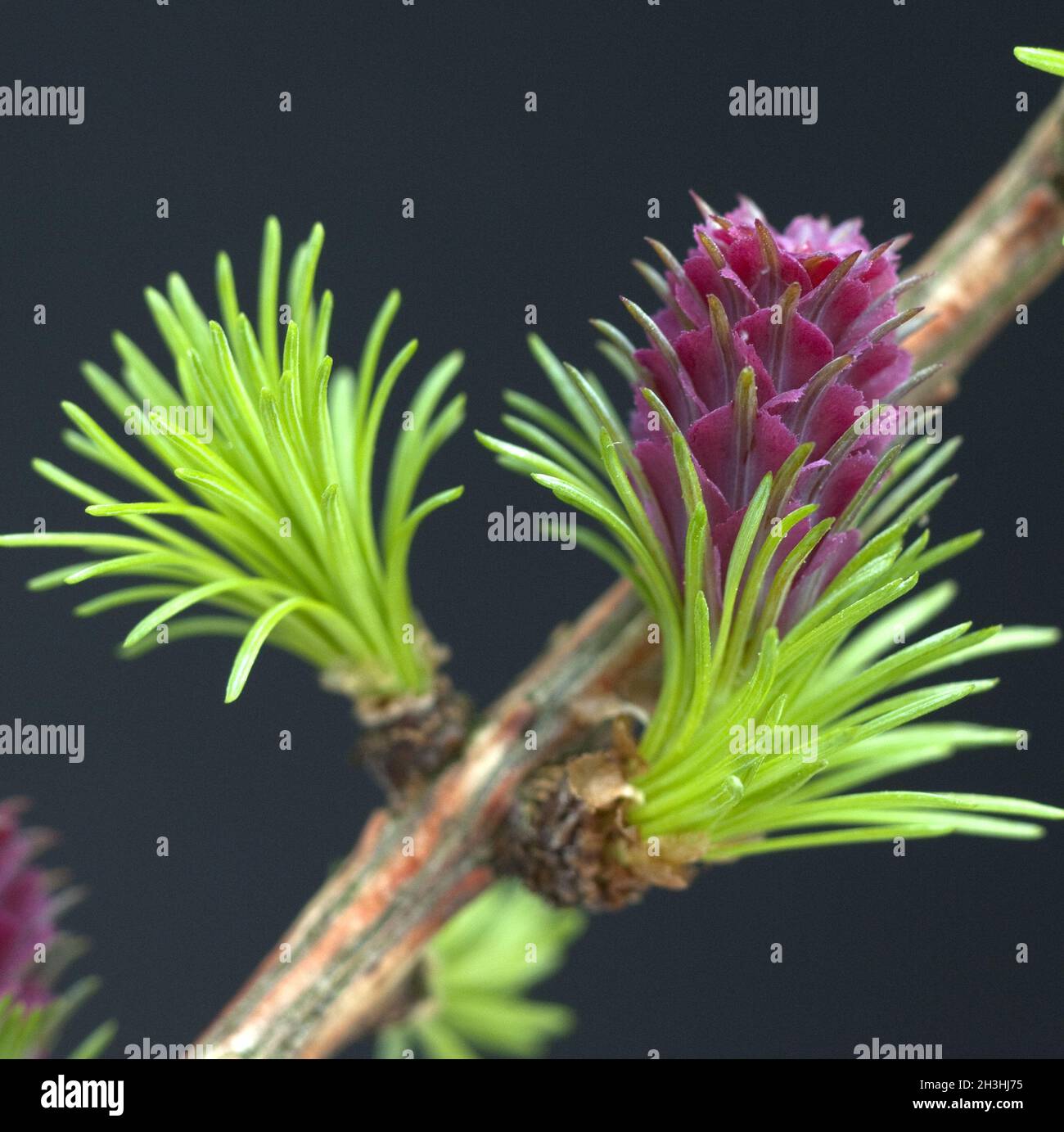 Laerchenbluete; weibliche; Laerche; Larix decidua; Stock Photo