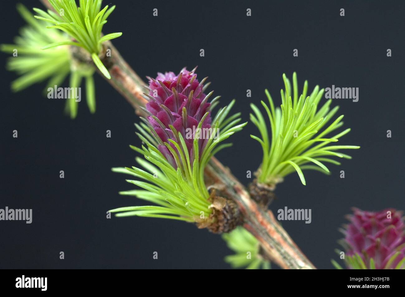 Laerchenbluete; weibliche; Laerche; Larix decidua; Stock Photo