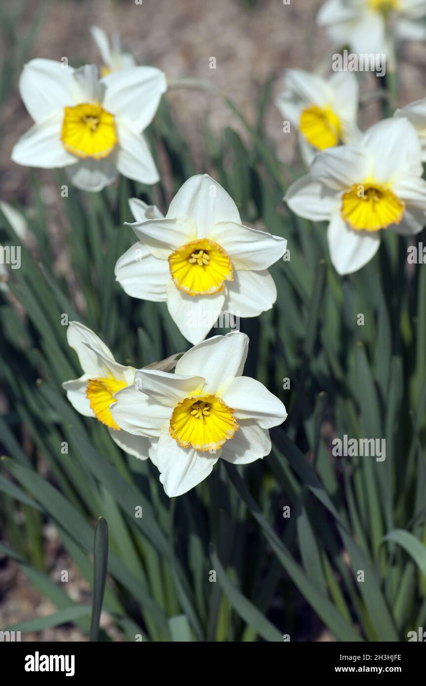 Incomparable; Narcissus; Narcissus x incomparabilis; Stock Photo