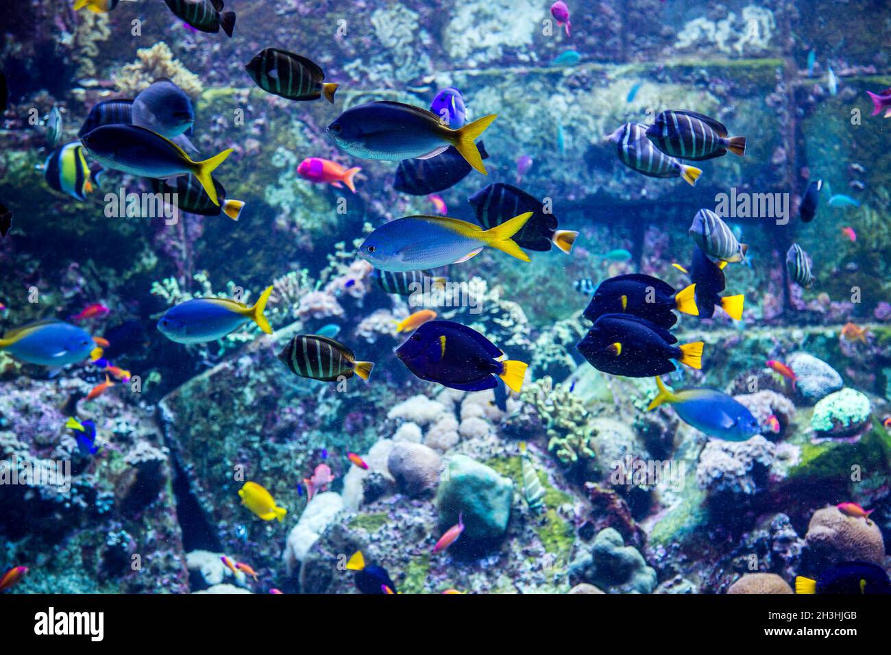 Aquarium tropical fish on a coral reef Stock Photo - Alamy